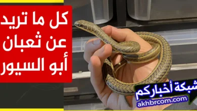 ثعبان أبو السيور