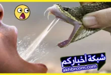 بلع سم الثعبان